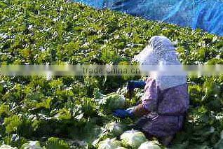 Strong and Safe high quality Japanese vegetable harvesting knives