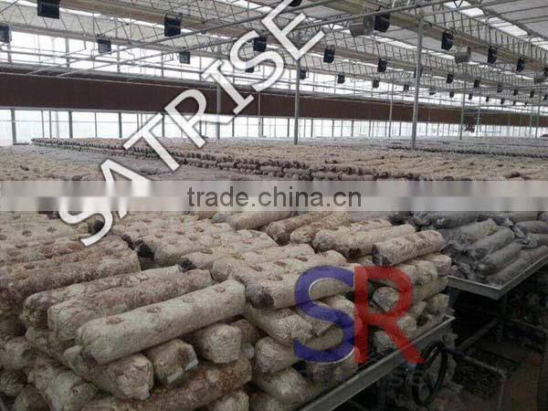 Hot sale from China professional manufacturer shiitake mushroom log