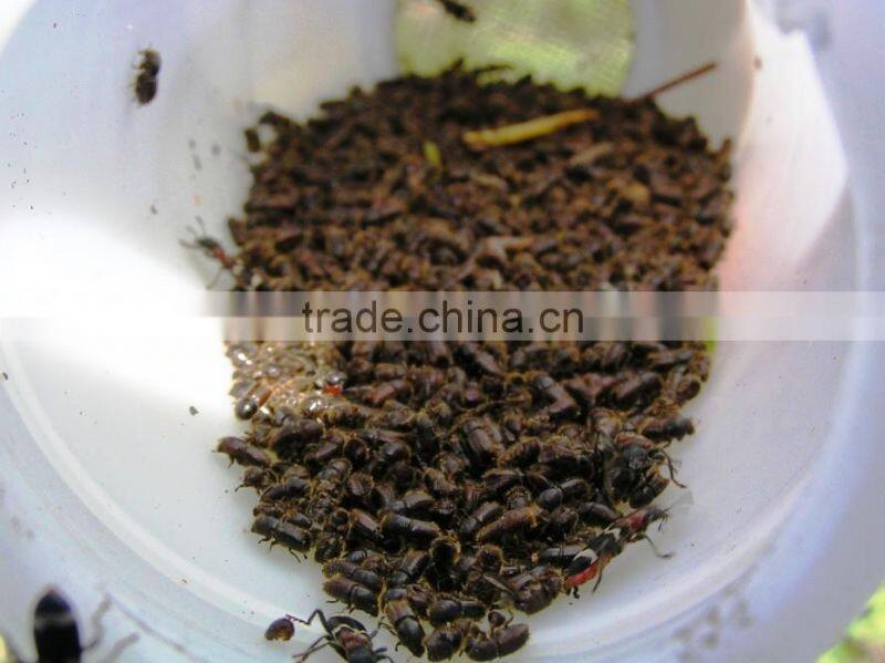 Beetle Pheromone Trap (Sex Pheromone Lure Included)