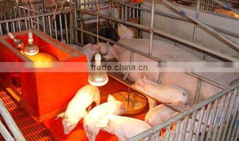 farrowing crates for pigs/pig farm Equipment