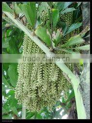 Cheap and better Agalwood Sepercritical co2 oil extraction