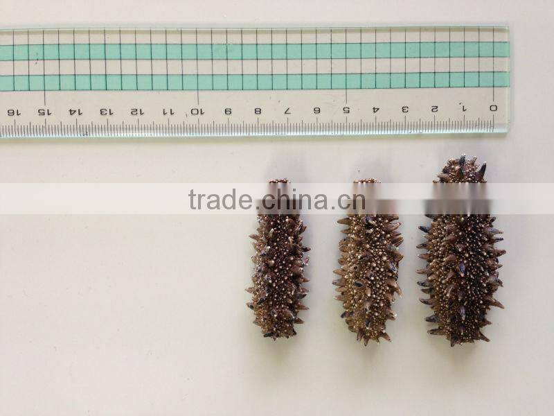 dried sea cucumber from hokkaido japan