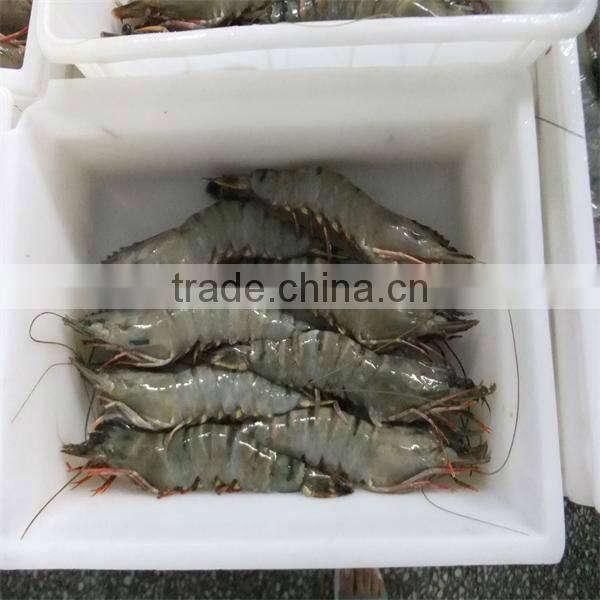best frozen freshwater shrimps