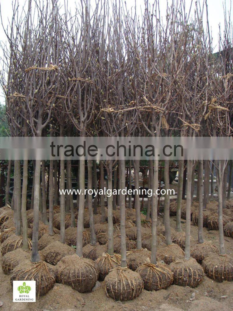 Magnolia liliiflora (Red magnolia)flower trees