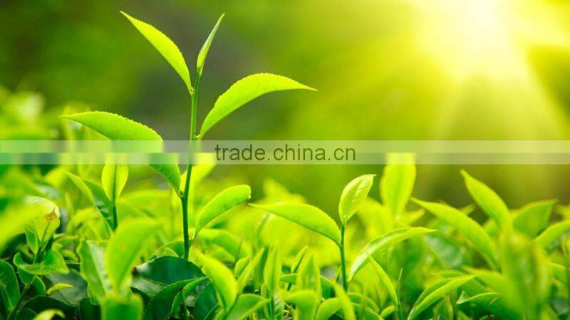 Long Leaf Factory Chinese Organic Green Tea Wholesale