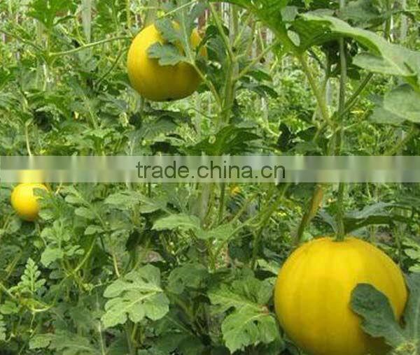 Golden Princess Planting seedless watermelon seed