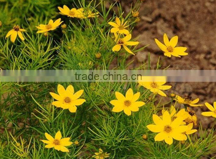 Coreopsis verticillata Linn. flower seeds,herb seeds,vegetalbe seed,fruit seed,grass seed