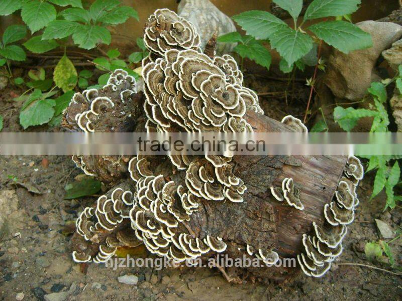 Zhongke Brand Private Label Liver Care Liver Pills Gano Excel Capsule