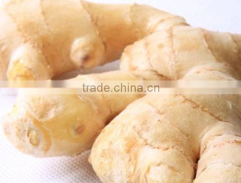 Professional Ginger Supplier Fresh Ginger