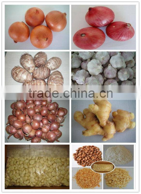 Malanga Fresh Colocasia/ Taro/ Eddo Esculentum in Season