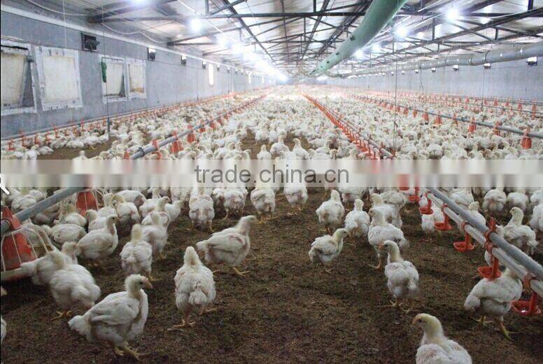 Automatic chicken feeders poultry chicken feeding system