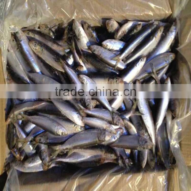 Canned fish sardine low price W/R frozen sardine for canning