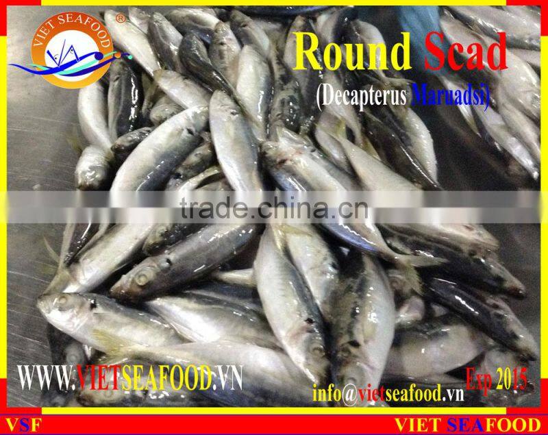 FROZEN MARUADSI (ROUND SCAD)