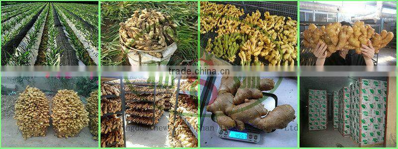 Fresh Ginger for china/shandong fresh ginger, air dry ginger
