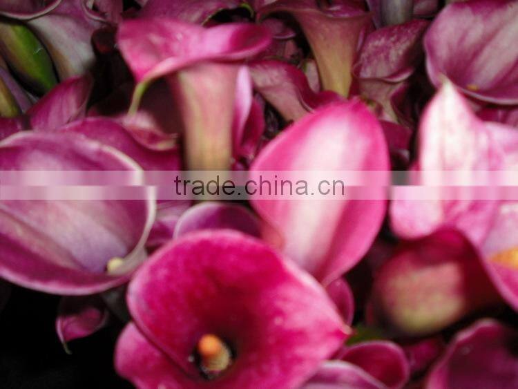 Various new coming flower calla lily with 2 flowers for decoration