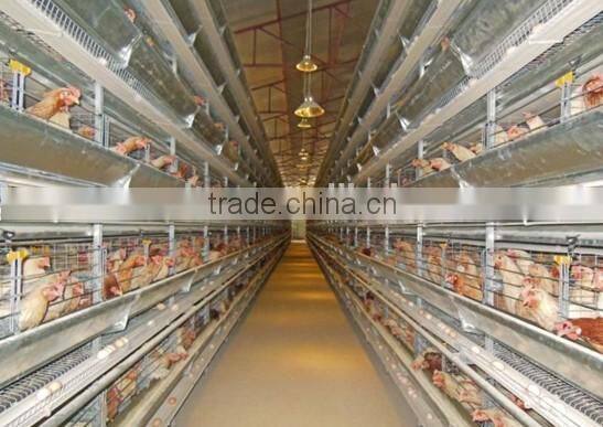 Hot-sale chicken cage equipments for egg chicken