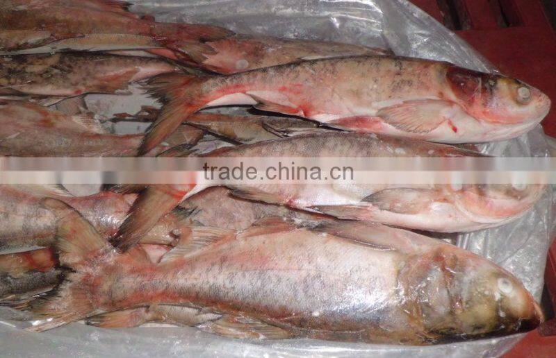 New Arrival Frozen Silver Carp 500-1000g