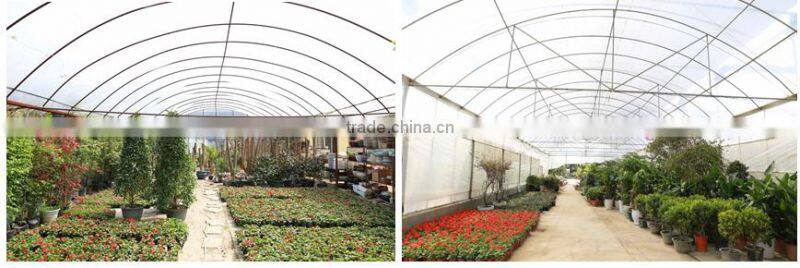 tomato tunnel greenhouse