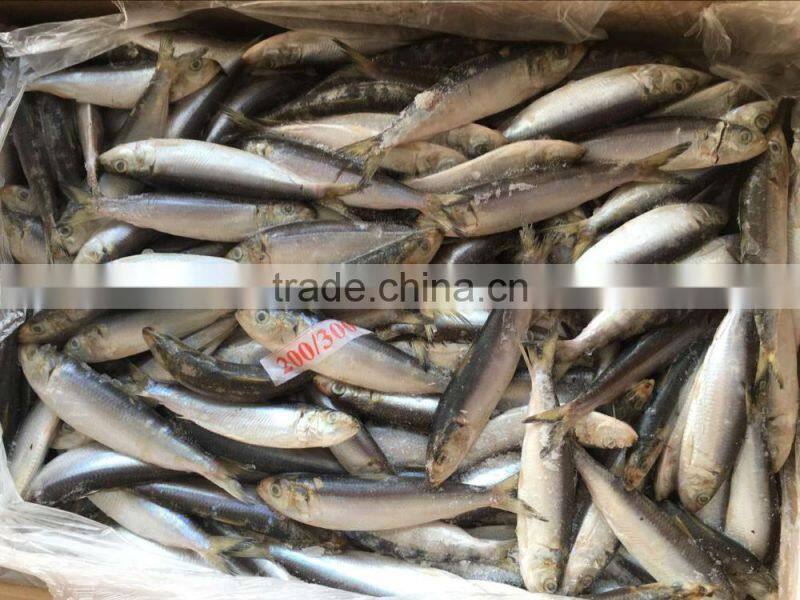 sardine for canning