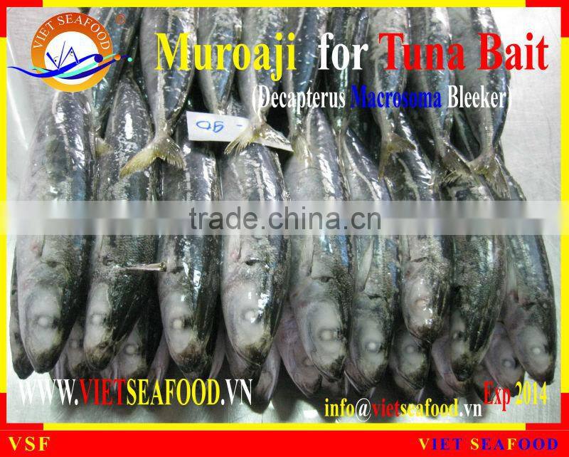 MUROAJI FOR TUNA BAIT