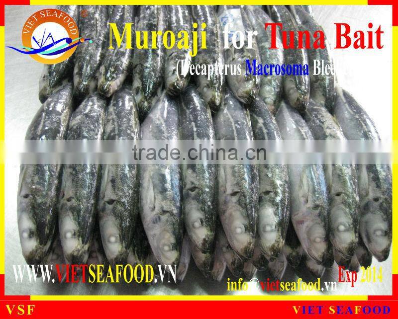 FROZEN W/R MUROAJI FOR TUNA BAIT