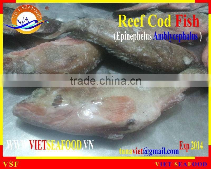 FROZEN REEF COD FISH WHOLE ROUND
