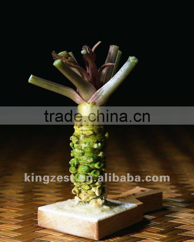 wasabi mustard horseradish paste (43g tube)