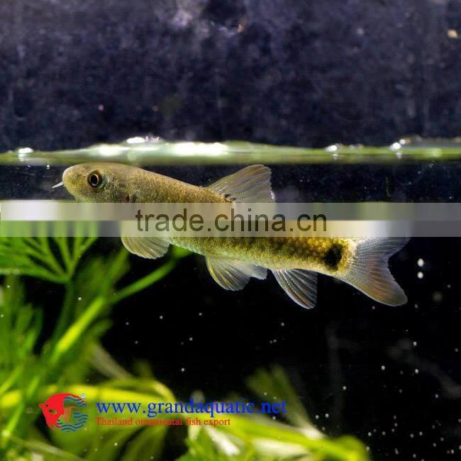 Garra Rufa / Doctor fish for sale and export from Thailand