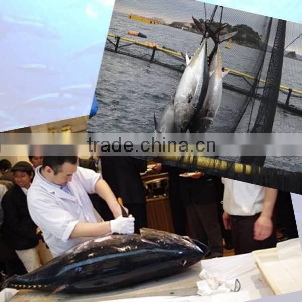 It would be very delicious and make a dried fish in Matuura bluefin tuna.