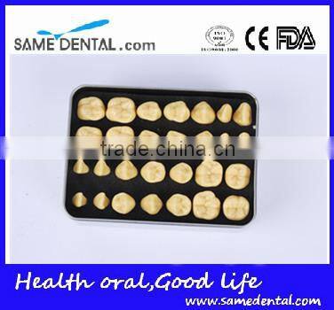 2 Times Tooth Model Dental Eduction School Teaching Dental Model