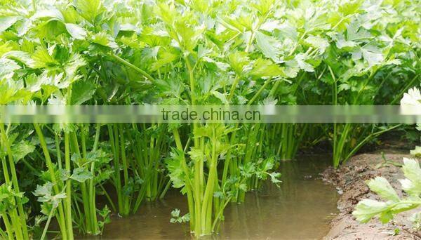 IQF celery slice/frozen celery for export