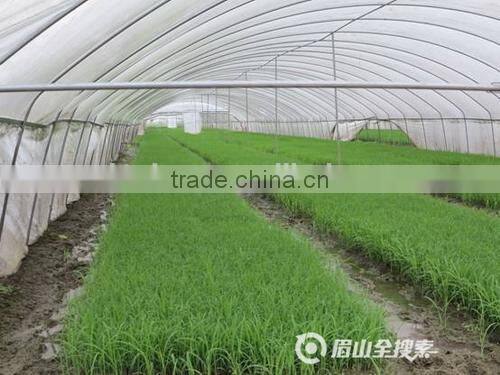 Professional manufacturer high quality flat rice seedling tray