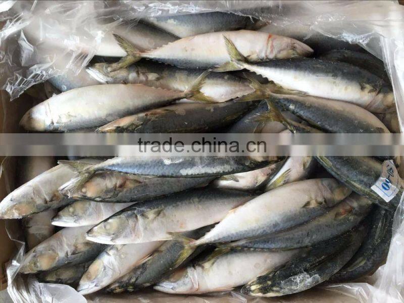Whole Round Pacific Mackerel On Sale