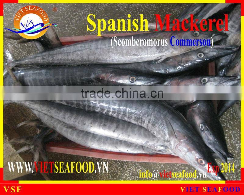 W/R FROZEN SPANISH MACKEREL