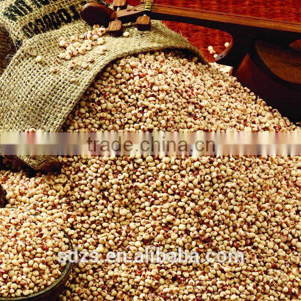 very competitive grain sorghum price