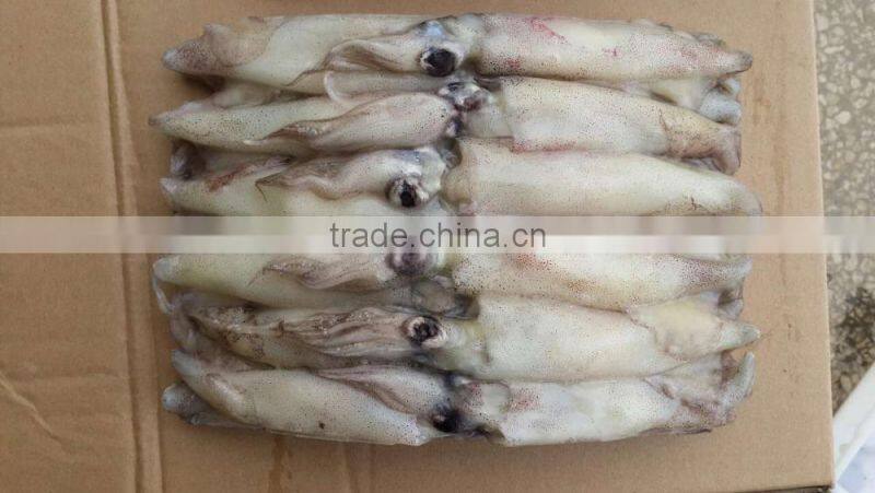 frozen whole round squid