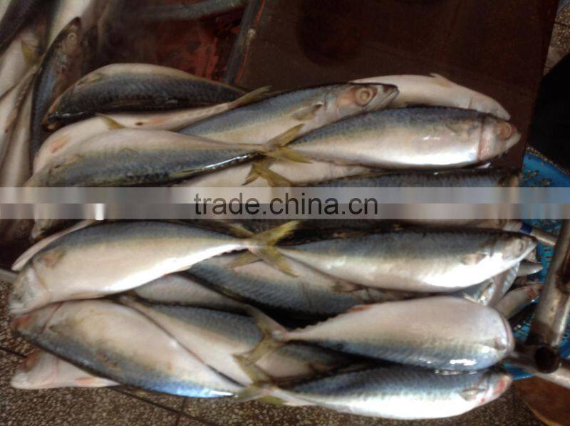 Frozen Mackerel Caught by Light Seine 300-400g