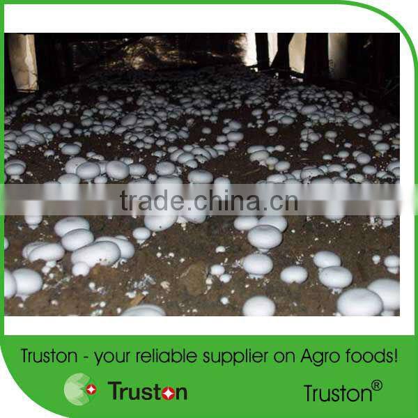 2015 Hot Sale Canned mushroom/champignons from China