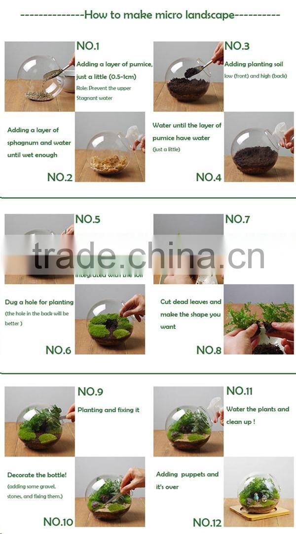 transparent bubble round shape Vase Flower Plant Water Container for Home Office