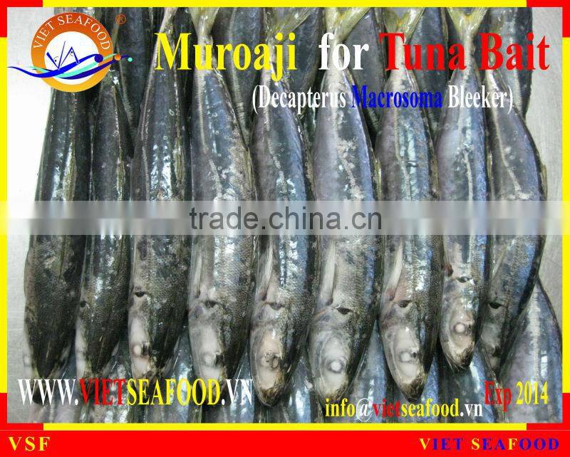 FROZEN MUROAJI FOR TUNA BAIT