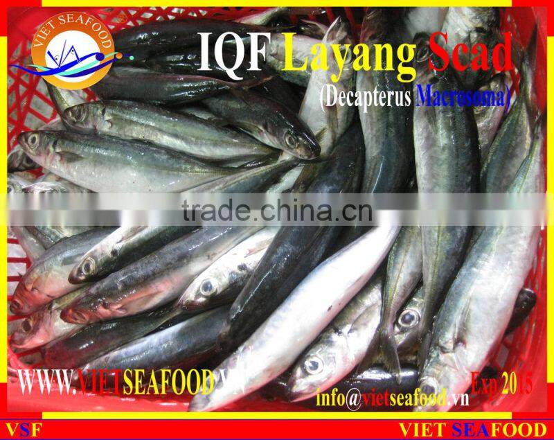 IQF LAYANG SCAD WHOLE ROUND