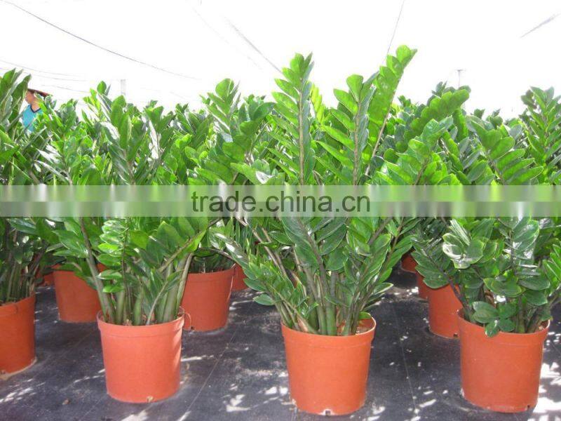 Zamioculcas zamiifolia