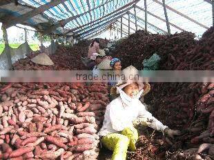 FRESH PURPLE SWEET POTATO - HIGH QUALITY - GOOD PRICE