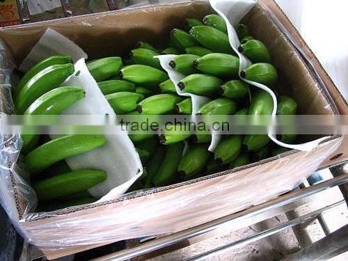 VIETNAM FRESH CAVENDISH BANANA