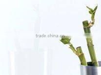 China factory 3mm French Green water-resistant Lacquered glass