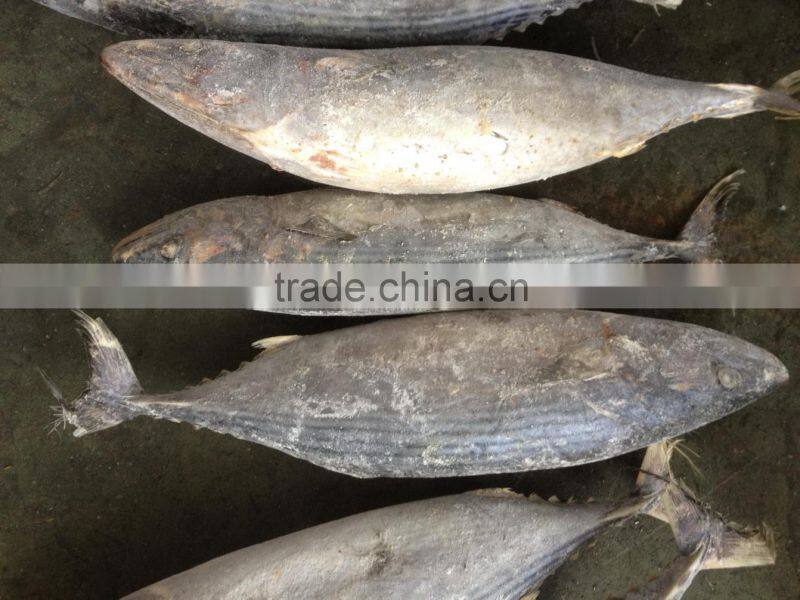 2016 Newly Seasoned Strip Bonito size 1-1.5kg or up