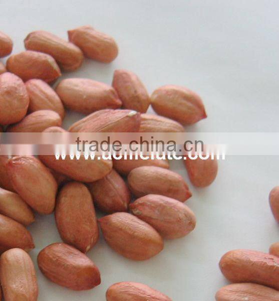 Chinese peanut kernels(virgina type)