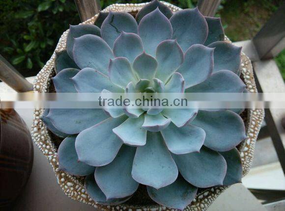 succulent plants Echeveria