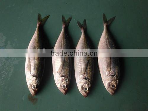 Good quality frozen round scad 10-12pcs/kg