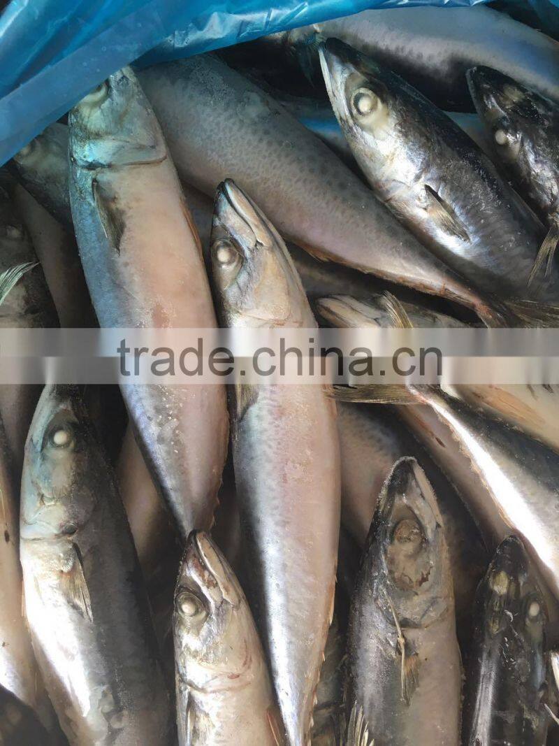 2016 New Caught Frozen Pacific Mackerel
